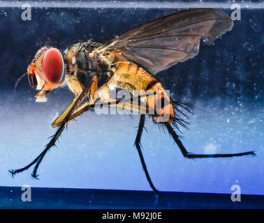 Tachinidae, mit Farbstoff Fliegen, Dominikanische Republik, U, Seite Stockfoto