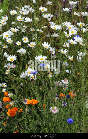 Ein Feld von gemischten Wildblumen, Buckinghamshire, England. Stockfoto