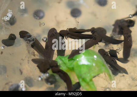 Frosch (Rana temporaria) Kaulquappen, ca. 3 Tage alt, mit externen Kiemen und frogspawn Stockfoto