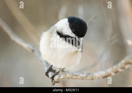 Neugierig Black-capped chickadee für die Kamera posieren Stockfoto