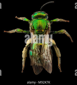 Augochloropsis Metallica, F, Zurück, U Stockfoto