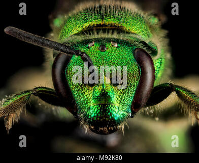 Augochloropsis Metallica, F, Gesicht, U Stockfoto