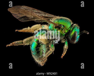 Augochloropsis Metallica, F, Seite, U Stockfoto