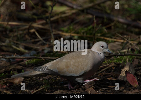 Collared Dove. Streptopelia decaocto einzelne Erwachsene. Britische Inseln. Stockfoto