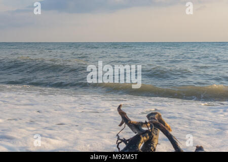 Treibholz, gewaschen durch das Meer auf einem Kieselstrand, Wellen mit Schaumstoff Stockfoto