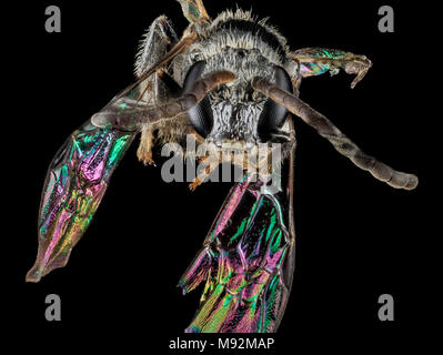 Lasioglossum foxii, M, Gesicht, MD, Baltimore Co Stockfoto