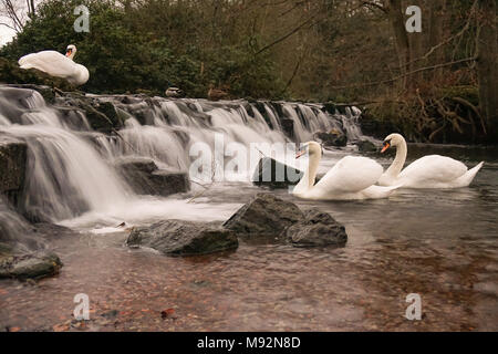 Drei Schwäne durch einen Wasserfall bei Clumber Park. Stockfoto