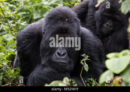 Ein dominantes silber-schwarzen Berggorillas im Virunga-Nationalpark, DER DEMOKRATISCHEN REPUBLIK KONGO. Stockfoto