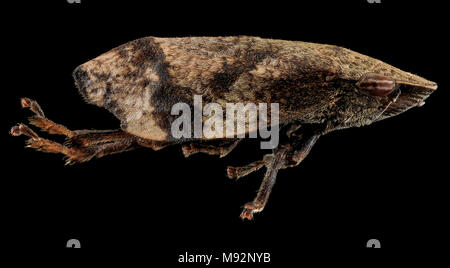 Lepyronia angulifera, side, Upper Marlboro, MD Stockfoto