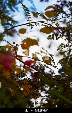 Herbst Pflanzen, Gräser & Seedheads Stockfoto