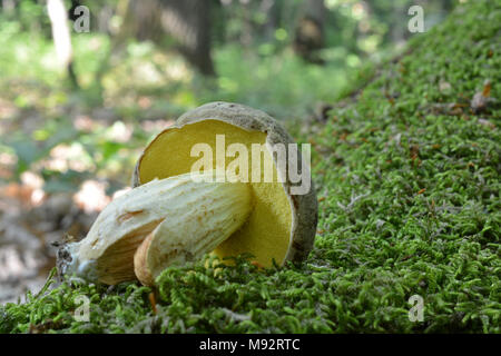 Xerocomus subtomentosus, allgemein bekannt als Wildleder bolete, braune und gelbe bolete Bolet, langweilig braun oder gelb - rissig bolete im natürlichen Lebensraum, Upsi Stockfoto