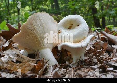 Lactifluus piperatus oder Lactarius piperatus, die gemeinhin als die Gepfefferten Milch-cap bekannt, semi-essbare wild mushroom in natürlichen Lebensraums; trotz edib Stockfoto