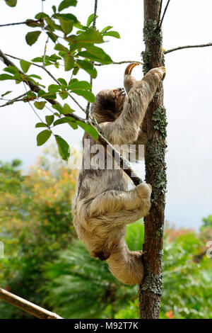 Bella, ein drei-toed sloth, klettert einen Baum im Toucan Rescue Ranch, eine Wildlife Rescue Service in San Isidro de Heredia, Costa Rica. Stockfoto