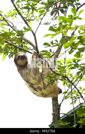 Bella, ein drei-toed sloth, klettert einen Baum im Toucan Rescue Ranch, eine Wildlife Rescue Service in San Isidro de Heredia, Costa Rica. Stockfoto