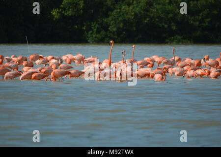 Eine Gruppe von amerikanischen Flamingos in Celestun, Mexiko Stockfoto