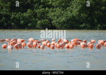 Eine Gruppe von amerikanischen Flamingos in Celestun, Mexiko Stockfoto