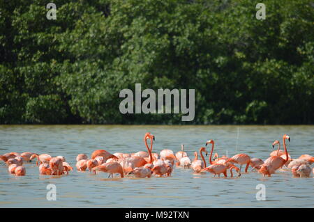 Eine Gruppe von amerikanischen Flamingos in Celestun, Mexiko Stockfoto