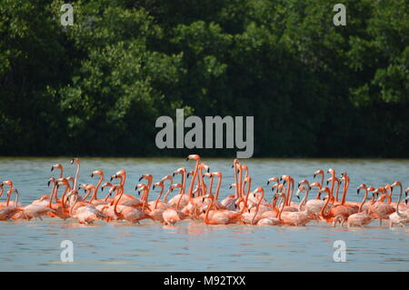 Eine Gruppe von amerikanischen Flamingos in Celestun, Mexiko Stockfoto