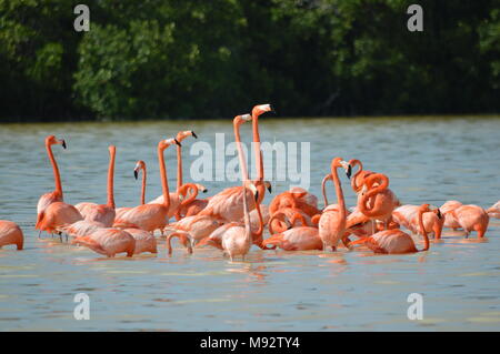 Eine Gruppe von amerikanischen Flamingos in Celestun, Mexiko Stockfoto