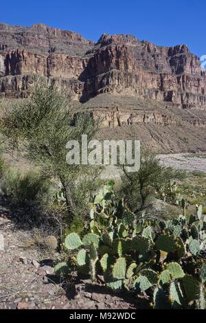 Peach Springs, AZ, USA: Kaktus auf die Knospen der orange Blumen, in Peach Springs Canyon, entlang Diamond Creek Road. Stockfoto