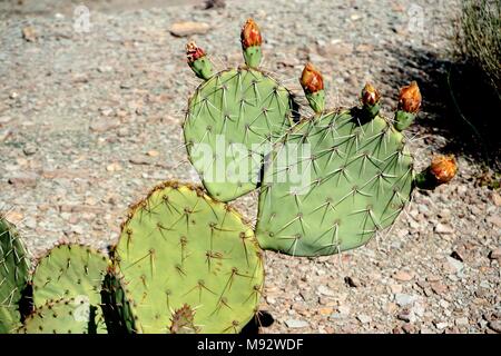 Peach Springs, AZ, USA: Kaktus auf die Knospen der orange Blumen, in Peach Springs Canyon, entlang Diamond Creek Road. Stockfoto