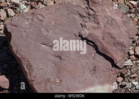 Peach Springs, AZ, USA: Fossilien in rote Sedimentgestein in Peach Springs Canyon gefunden, zusammen Diamond Creek Road. Stockfoto