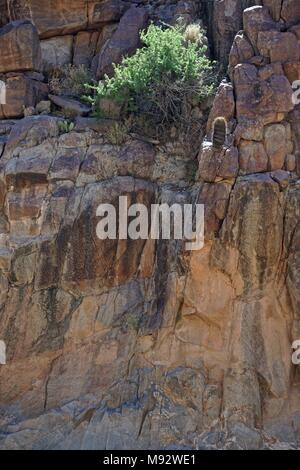 Peach Springs, AZ, USA: Barrel Kaktus aus einer Felswand in Peach Springs Canyon, entlang Diamond Creek Road. Stockfoto