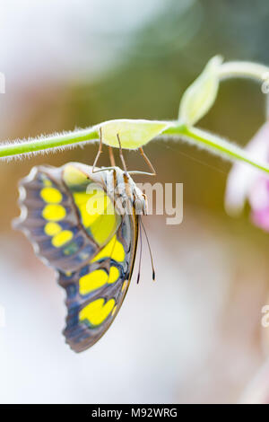 Malachit Schmetterling auf den Kopf von einer Pflanze mit einer rosa Blume hängend Stockfoto