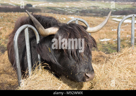 In der Nähe von Highland Kuh essen Stroh von Vieh Schrägförderer Stockfoto