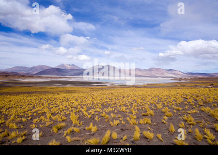 Salar de Aguas Calientes (Spanisch für warmes Wasser Salz See) und die Lagune in den Anden Altiplano (Hochebene) über 4000 Meter über dem Meeresspiegel Stockfoto