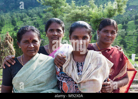 Vier Frauen in Saris, die für die Periakanal tee Immobilien in der Nähe von Munnar, Kerala, Indien arbeiten. Stockfoto