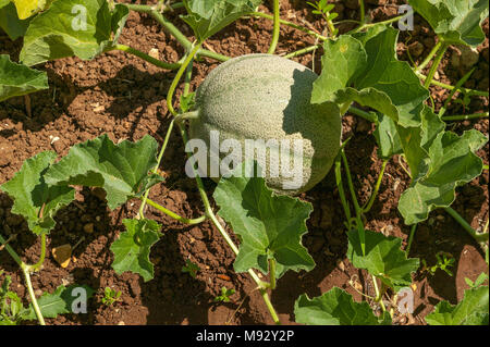 Melonenpflanze und eine Melone in einem Bio-Garten. Abruzzen, Italien, Europa Stockfoto