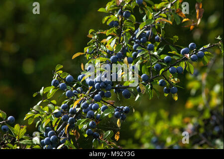 Wilder Schlehdornbaum, prunus spinosa, hinterleuchtet. Abruzzen, Italien, Europa Stockfoto