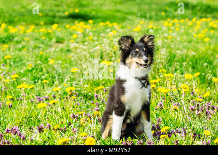 Schottischer Schäferhund Sheltie Welpe sitzt in einem Bereich der grünen Gras Stockfoto