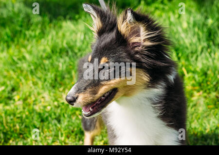 Sheltie Welpen close-up. Reinrassigen Hund auf dem Hintergrund des grünen Grases Stockfoto