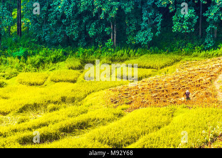 Blick auf ricefield in die Berge um Chiang Rai in Thailand Stockfoto