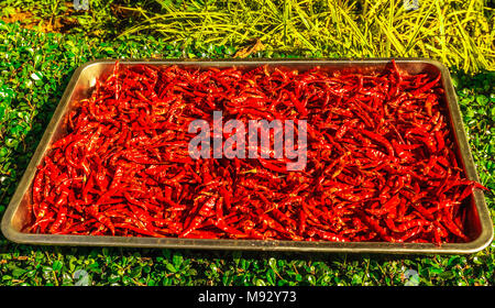 Blick auf rote Chilis auf dem Markt in Thailand Stockfoto