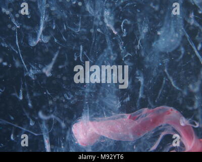 Einen Tropfen rosa Farbe fällt in das Wasser. Der abstrakten Fotografie. Close Up. Stockfoto