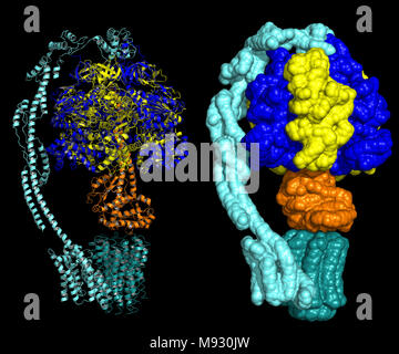 Rinder mitochondrialen ATP-Synthase in Zustand 1 b - biologische Einheit, Darstellung als Cartoon und Oberfläche Stockfoto