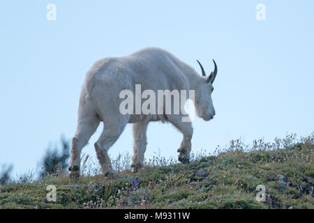 Männliche Billy Bergziege zu Fuß auf Hurricane Ridge in Olympic National Park im Staat Washington, USA Stockfoto