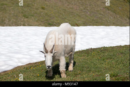 Männliche Billy Bergziege auf Schnee auf Hurricane Ridge in Olympic National Park im Staat Washington, USA Stockfoto