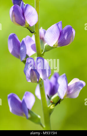 Lila Blüten im Frühling Stockfoto