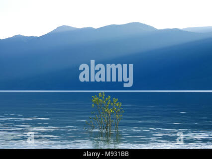 Bush in hohe Wasser, Blue Mountain Tops mit schräg Sun Beam. Teletskoe See in Altai Gebirge Stockfoto