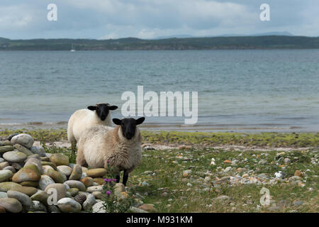 Kintyre Schafe Stockfoto