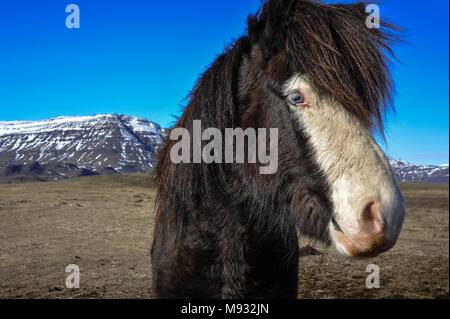 Isländer, schöne blaue Augen chestnut Pony in eine winterliche isländische Landschaft. Stockfoto