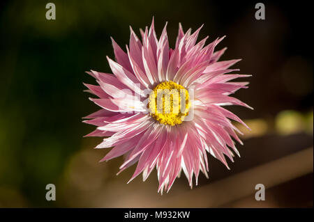 Nahaufnahme Detail der Rosa everlasting Daisy (Rhodanthe chlorocephala), die die gelben Augen und zarten Blütenblätter von oben. Auch als 'Rosy Sunray" bekannt Stockfoto