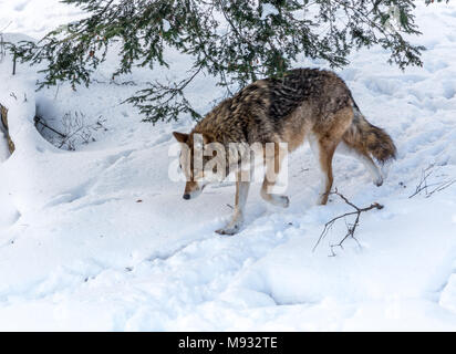 Lonely coyote im Winter zu Fuß Stockfoto