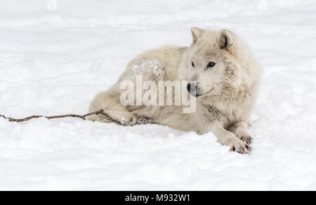 Arctic Wolf, liegend auf dem Schnee. Stockfoto