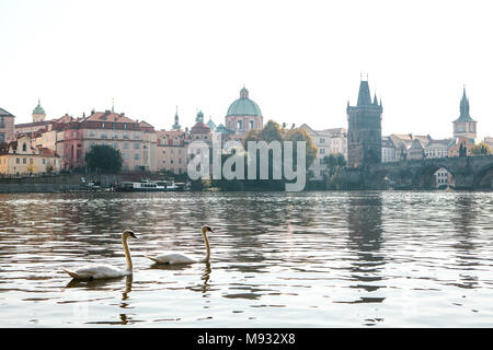 Ein paar schöne weiße Schwäne schwimmt entlang der Moldau in Prag. Schöne europäische Architektur und Charles Bridge im Hintergrund. Stockfoto