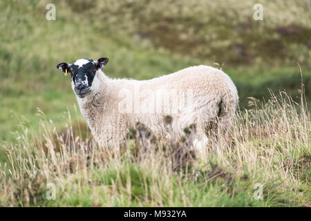 Blackface Schaf schauend in Richtung, auf dem Hügel in Schottland Stockfoto